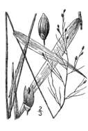 Imagem de Panicum scabriusculum Elliott