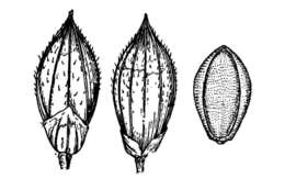 Imagem de Brachiaria adspersa (Trin.) Parodi