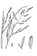 Image of redtop panicgrass