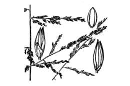 Image of redtop panicgrass