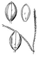 Image of Comb's crowngrass