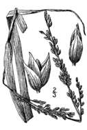 Image of bitter panicgrass