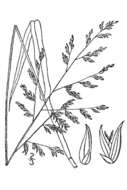 Image of Beaked Cut-Throat Grass