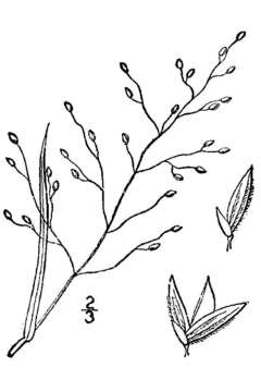 Imagem de Panicum aciculare Desv.