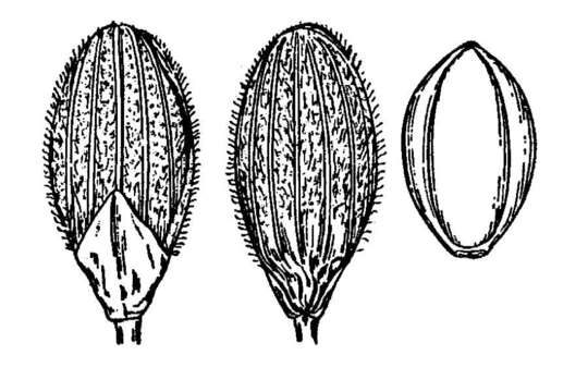 Imagem de Panicum aciculare Desv.