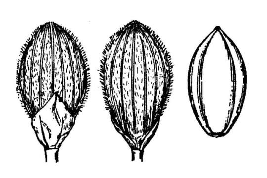 Imagem de Panicum aciculare Desv.