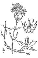 Image of silvery nailwort