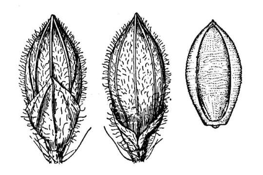 Plancia ëd Brachiaria arizonica (Scribn. & Merr.) S. T. Blake