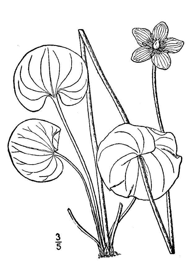 Image of Kidney-Leaf Grass-of-Parnassus