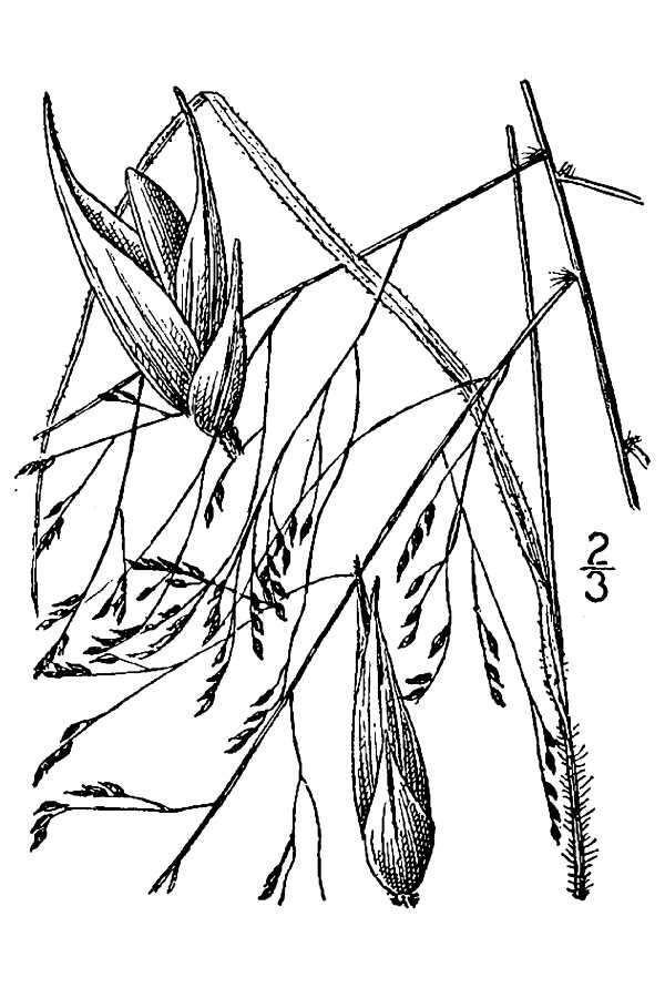 Image of witch grass