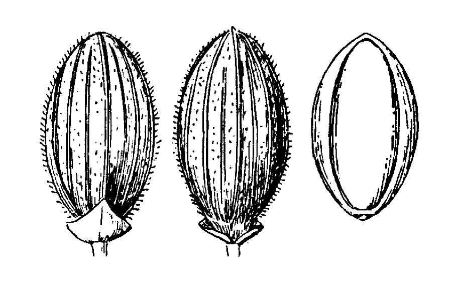 Image of tapered rosette grass