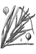 Sivun Paspalum scrobiculatum L. kuva