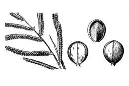 Слика од Paspalum scrobiculatum L.