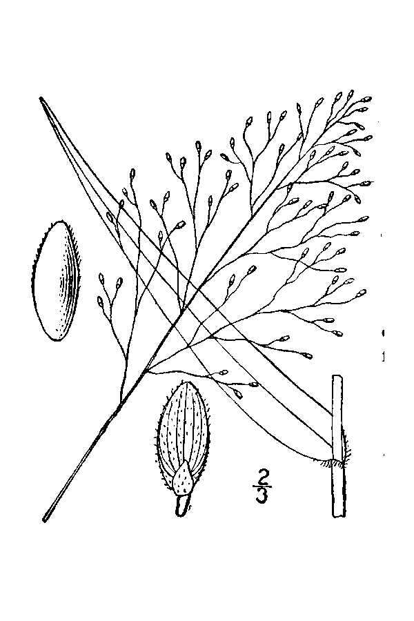 Imagem de Panicum boreale Nash