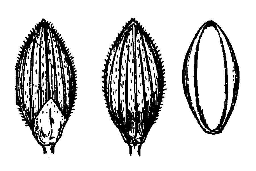 Imagem de Panicum boreale Nash