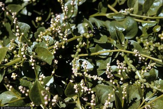 Image of Climbing nightshade