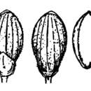 Слика од Panicum ensifolium var. breve (Hitchc. & Chase) Wipff & S. D. Jones