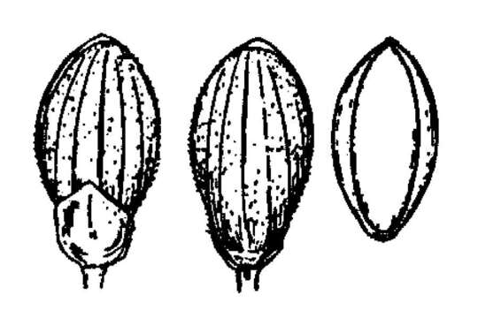 Imagem de Panicum ensifolium var. breve (Hitchc. & Chase) Wipff & S. D. Jones