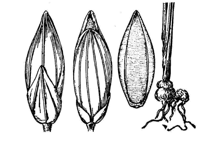 Panicum bulbosum Kunth resmi
