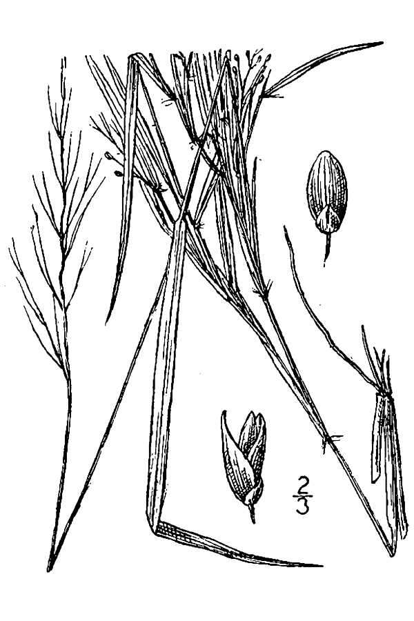 Imagem de Panicum boreale Nash