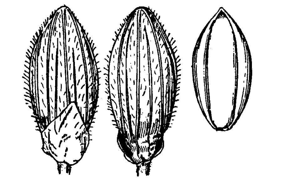 Imagem de Panicum boreale Nash