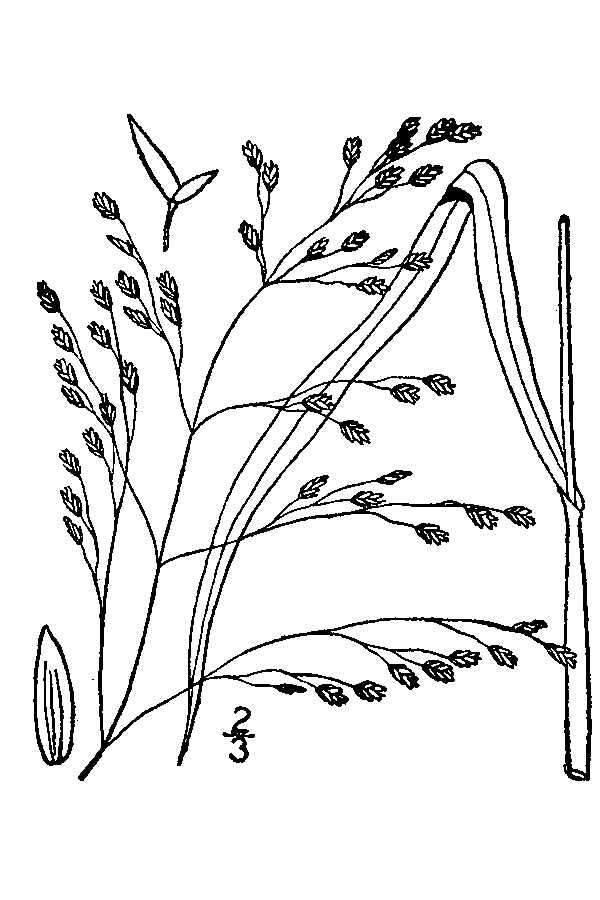 Imagem de Glyceria canadensis (Michx.) Trin.