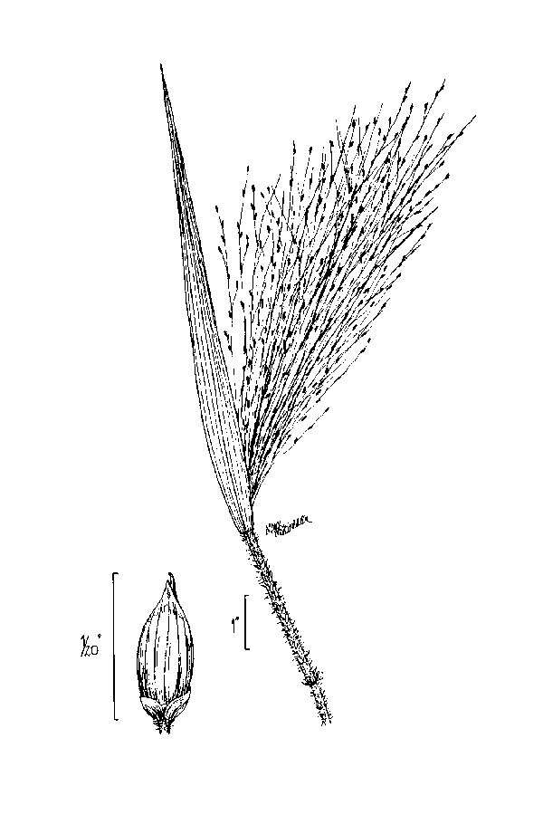 Image of witch grass