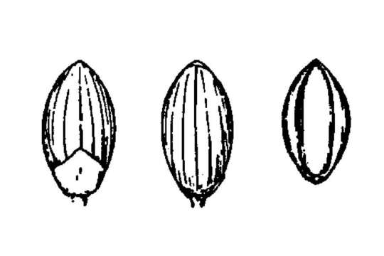 Imagem de Panicum ensifolium Baldwin ex Elliott