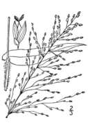 Слика од Panicum clandestinum L.