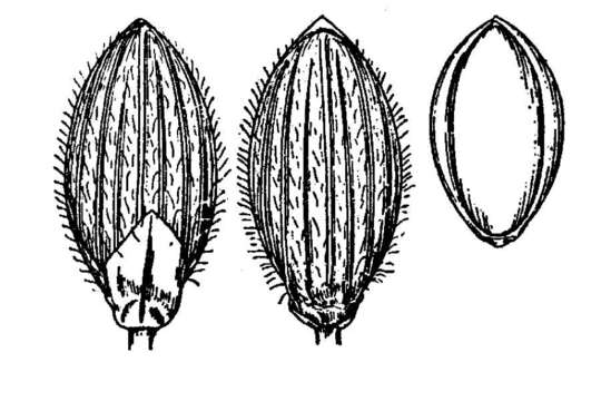 Plancia ëd Panicum clandestinum L.