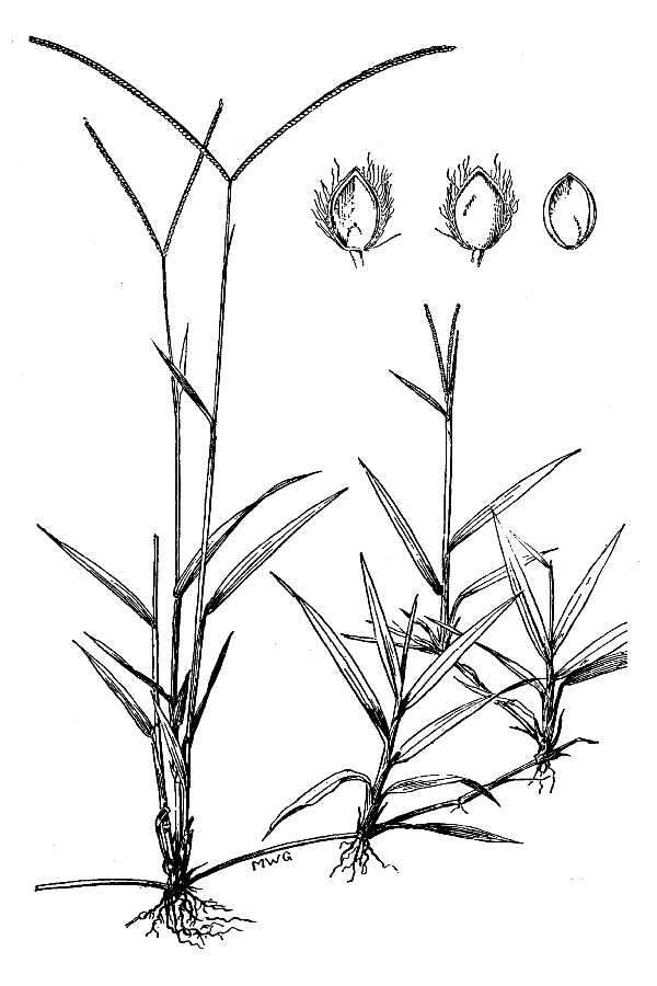 Слика од Paspalum conjugatum P. J. Bergius