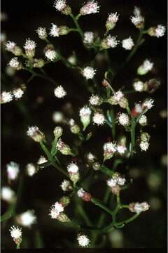 Image of saltwater false willow