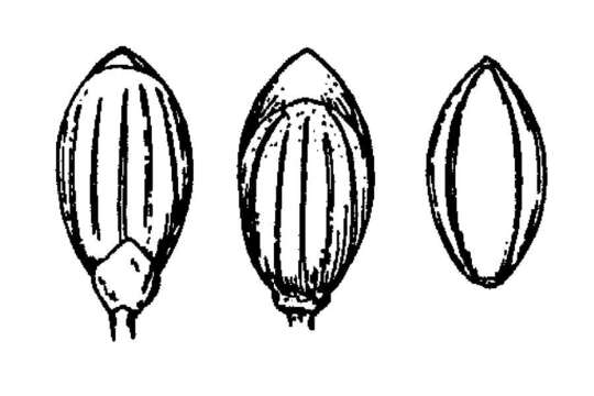 Imagem de Panicum acuminatum var. acuminatum