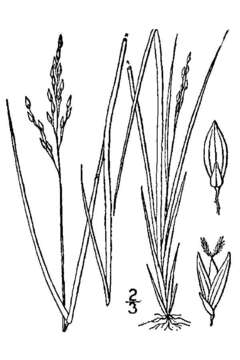 Imagem de Panicum depauperatum Muhl.