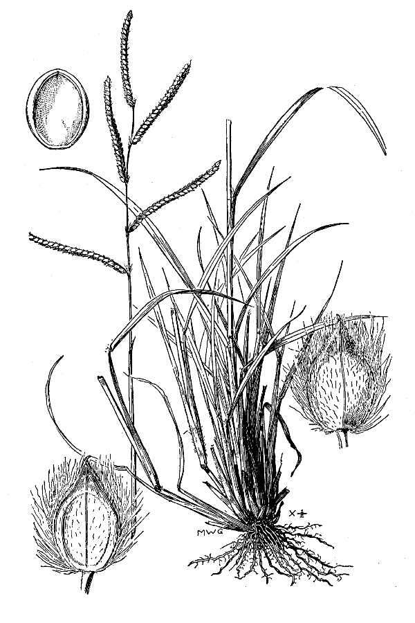 Image of dallisgrass