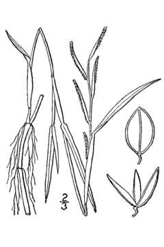 Image of Mudbank Crown Grass