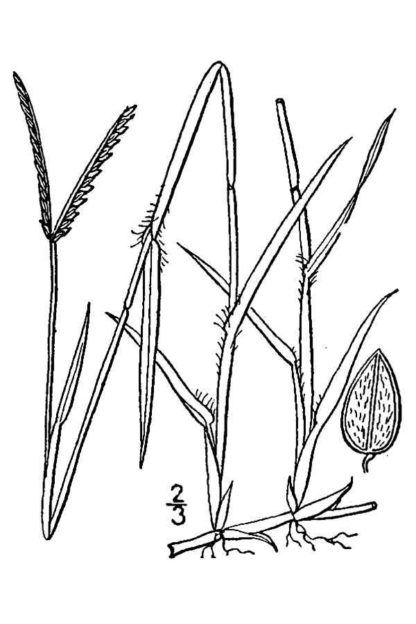 Image of Buffalo Quick Paspalum