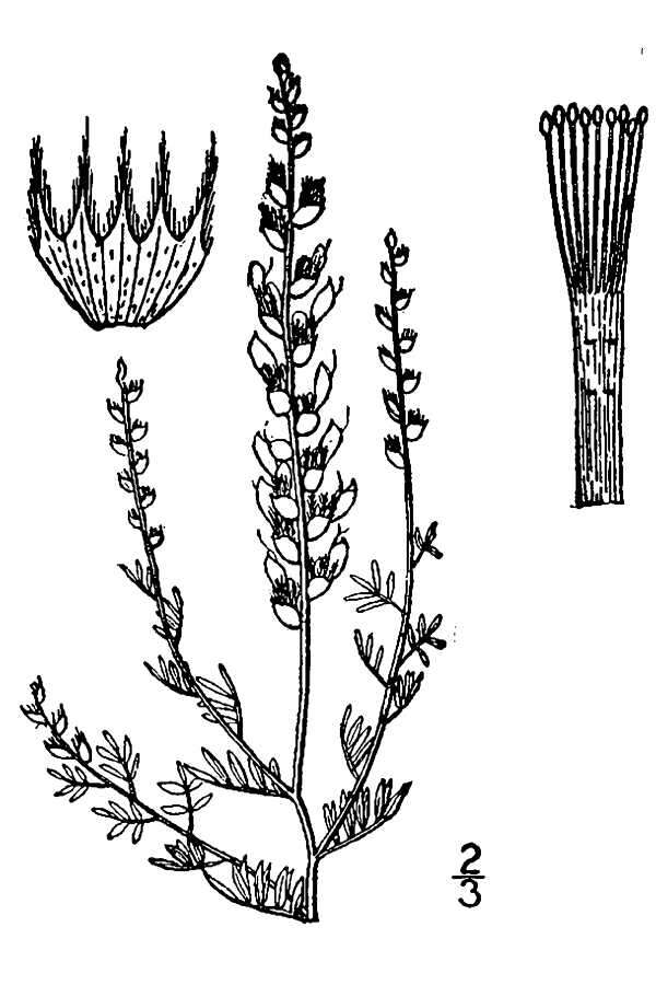 Image of nineanther prairie clover