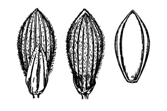 Image de Panicum commutatum Schult.