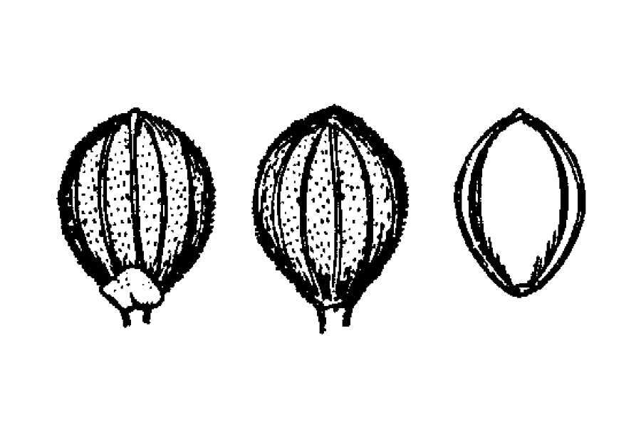 Imagem de Panicum erectifolium Nash