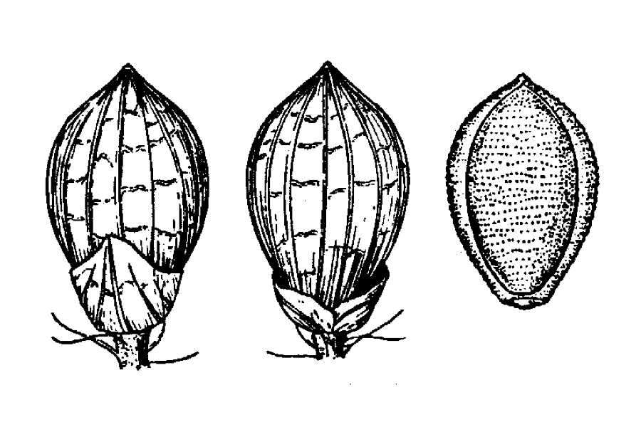 Plancia ëd Brachiaria fasciculata (Sw.) Parodi