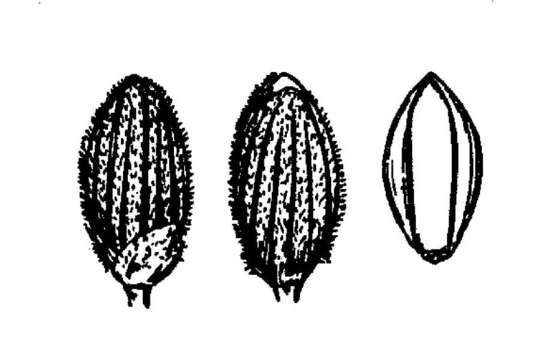 Panicum ensifolium Baldwin ex Elliott resmi