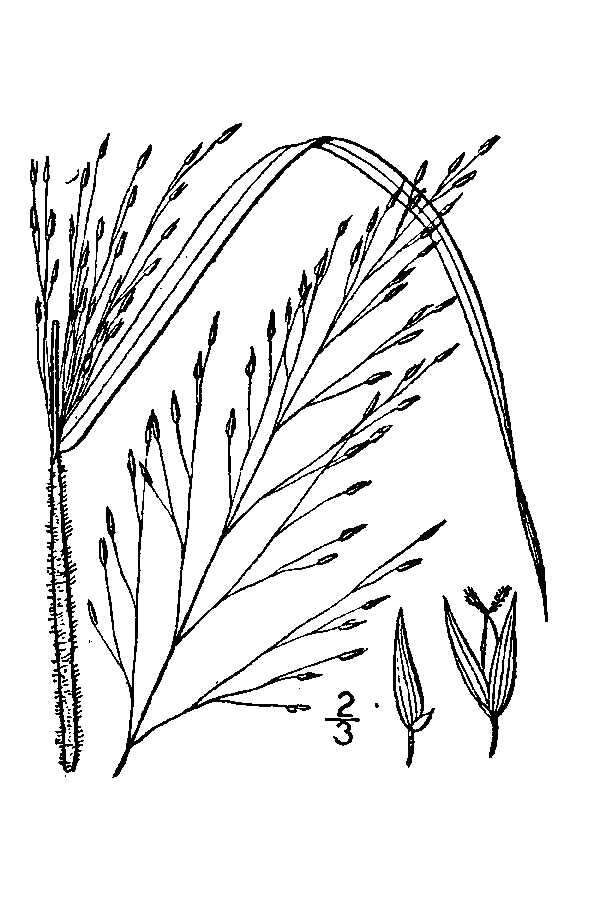 Image of wiry panicgrass