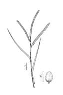 Image of Florida paspalum