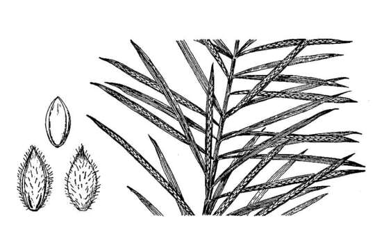 Image of Horse-Tail Crown Grass