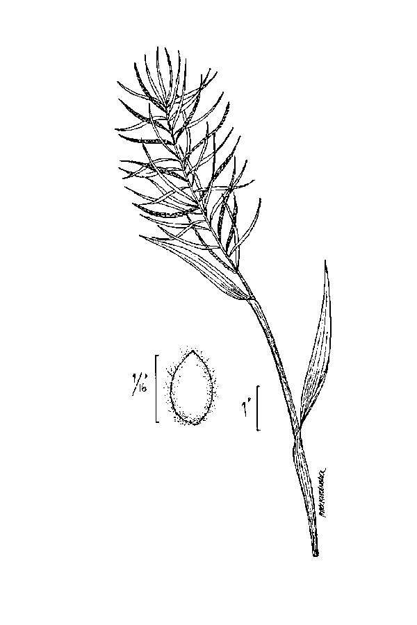 Image of Horse-Tail Crown Grass