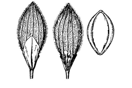 Imagem de Panicum aciculare Desv.