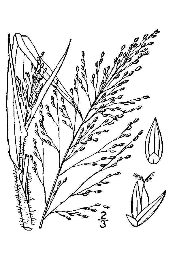 Image of Gattinger's Panic Grass