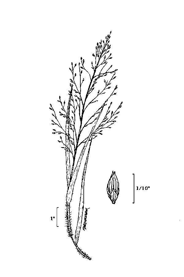 Imagem de Panicum philadelphicum Bernh. ex Nees