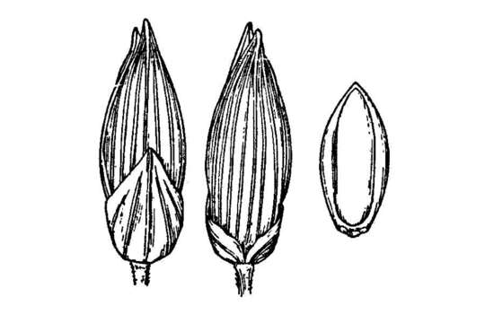 Image de Panicum ghiesbreghtii E. Fourn.